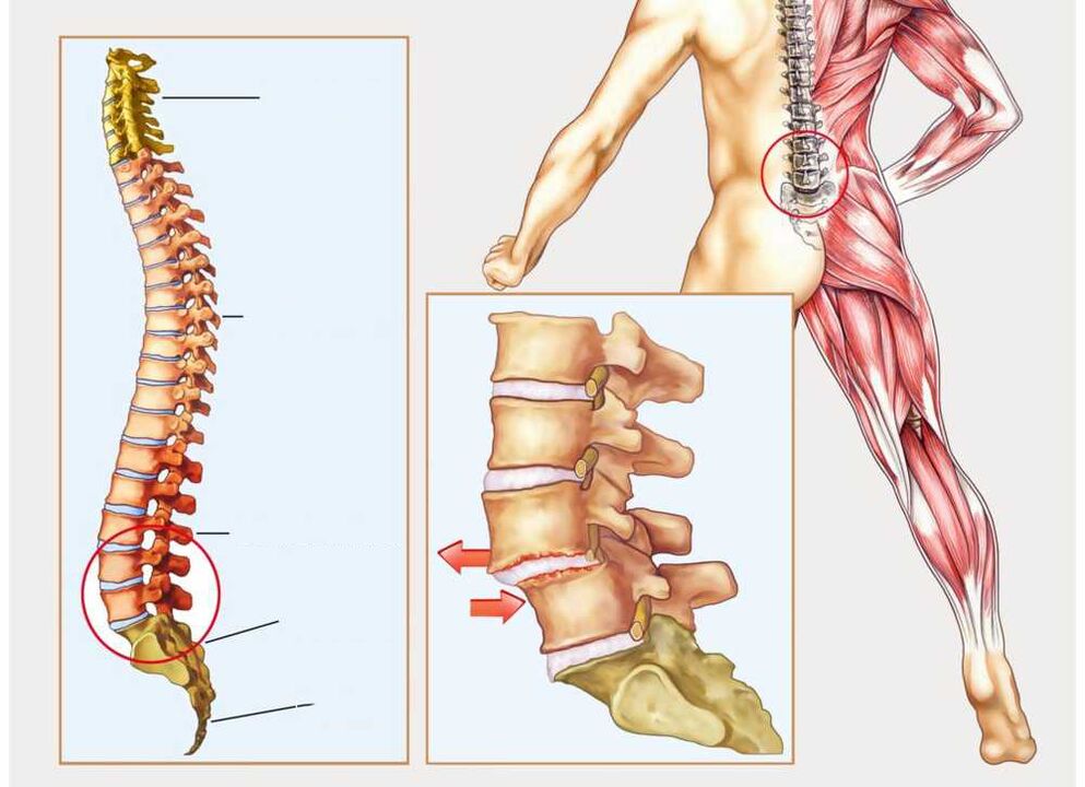 vesels un slims mugurkauls